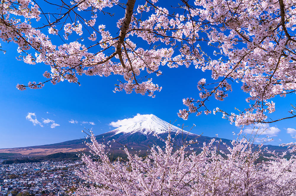 富士山と桜